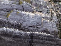 Sceilg Bheag (Skellig Rock Small)